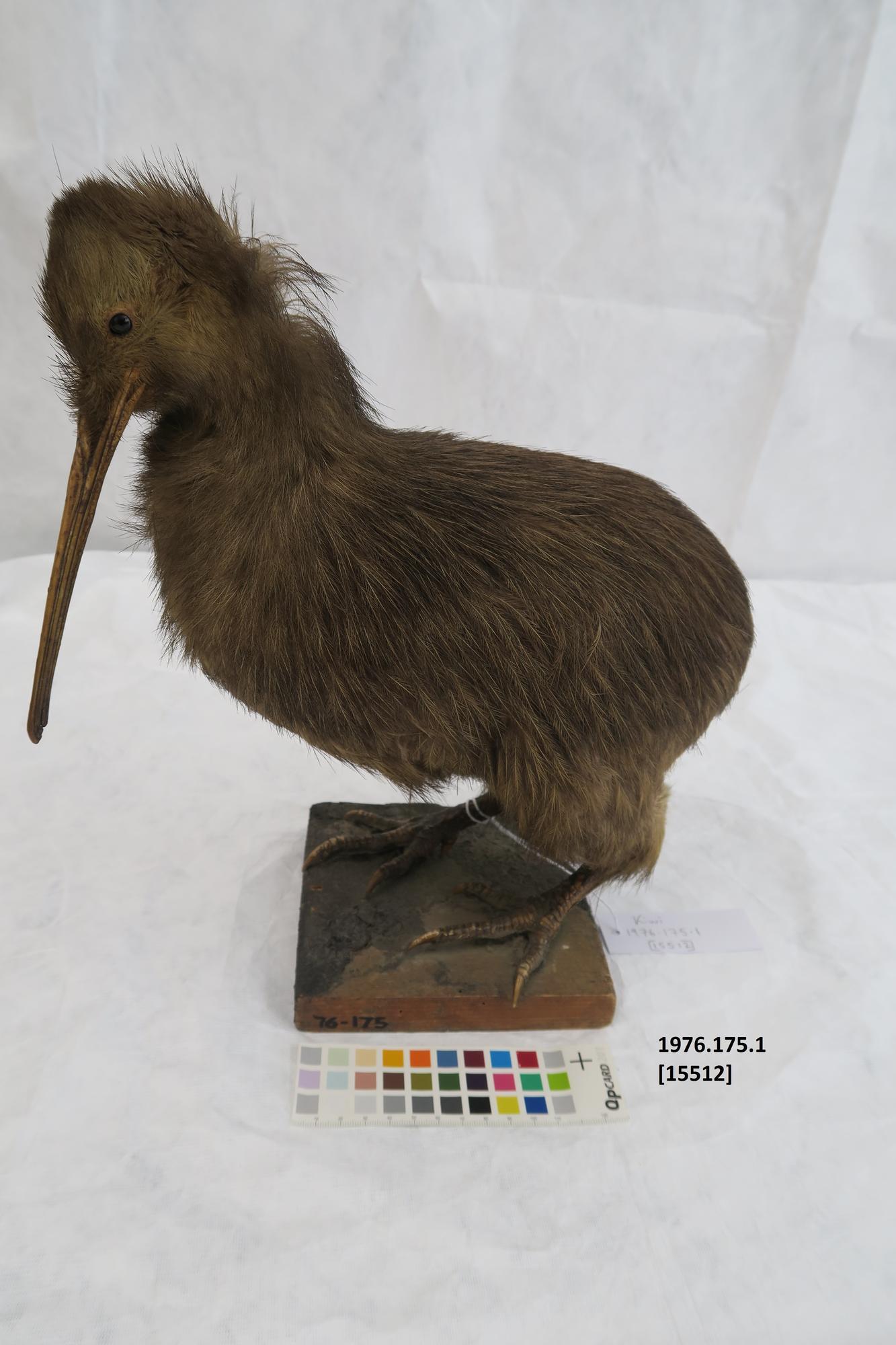 Animal specimen Tairawhiti Museum