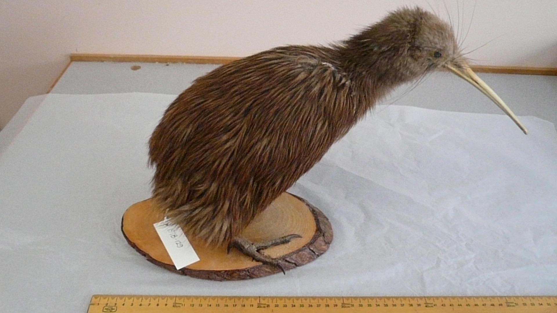 Animal specimen Tairawhiti Museum