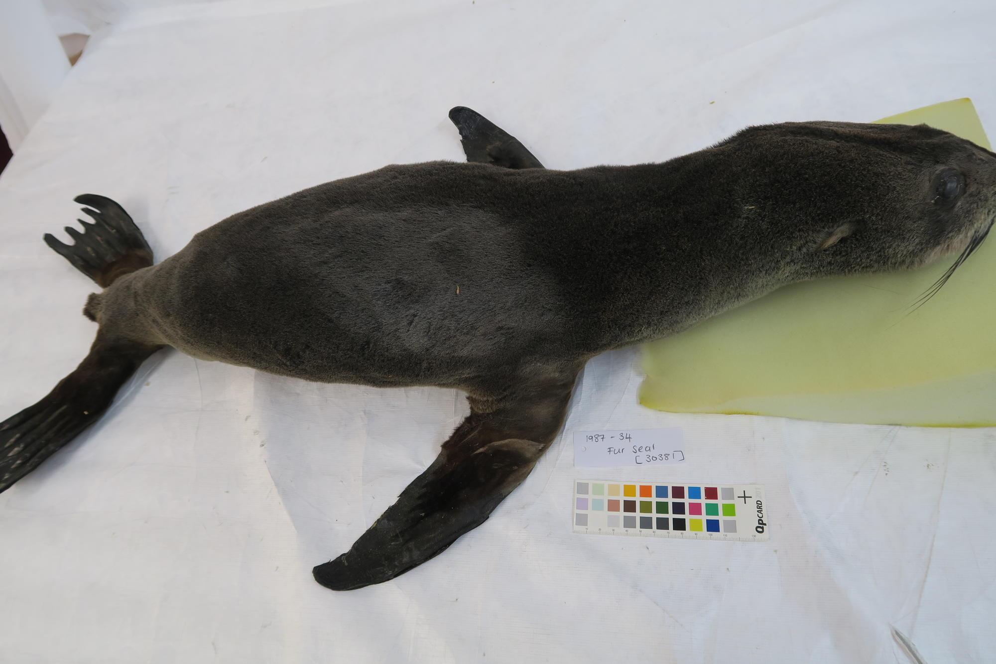 Animal specimen Tairawhiti Museum