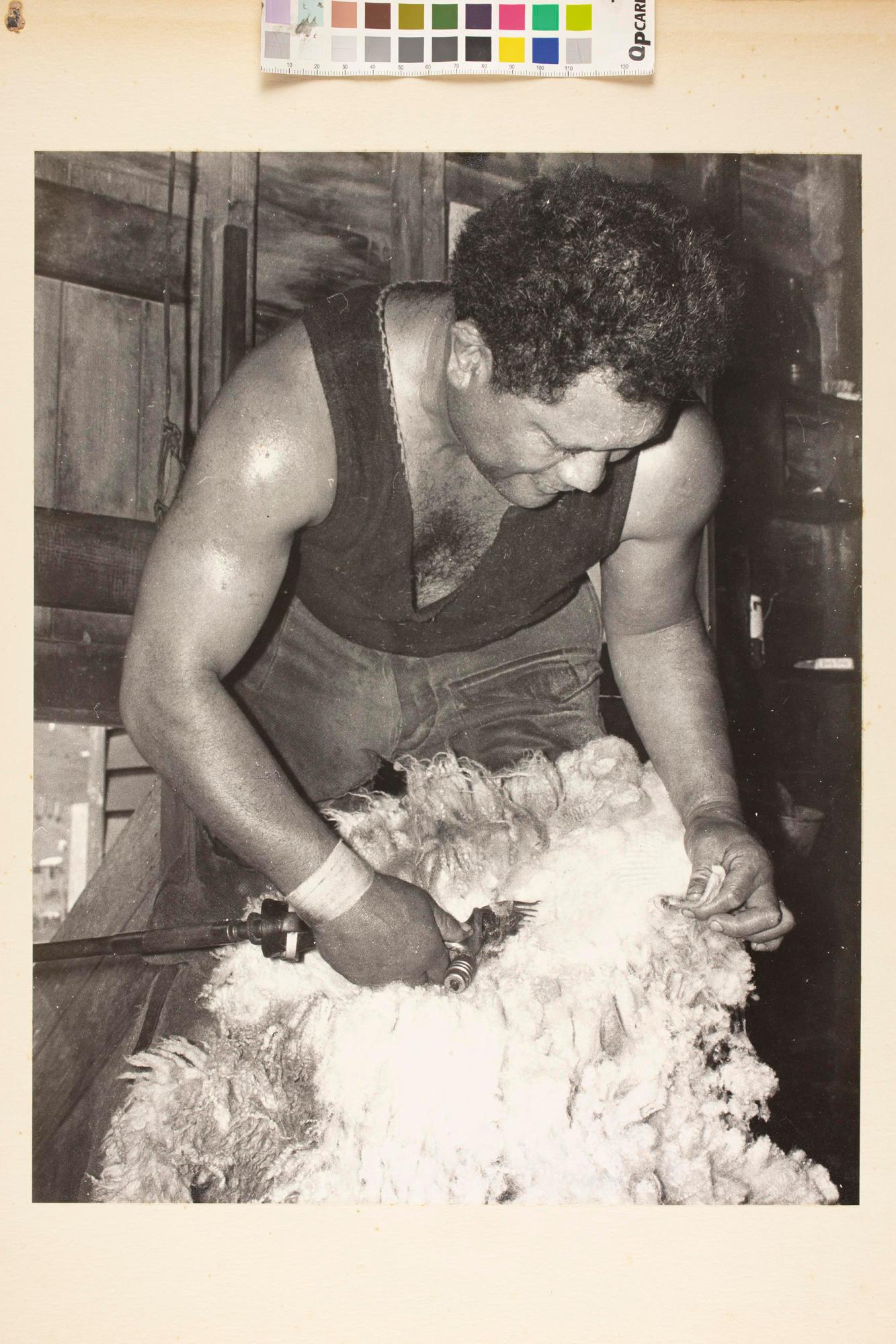 Sheep shearer Tairawhiti Museum